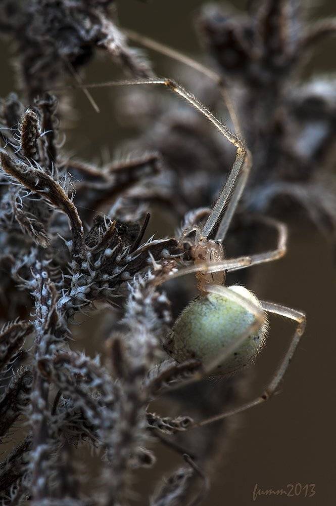 , Игорь ФУММ