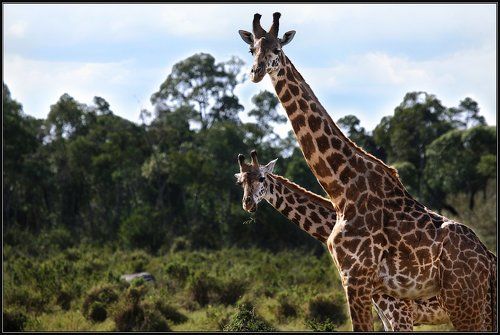 Масаи Мара.