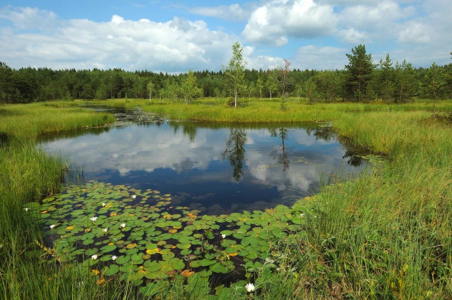 , Сергей Седов