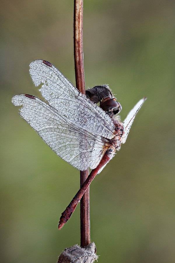 , Сергей Таланов