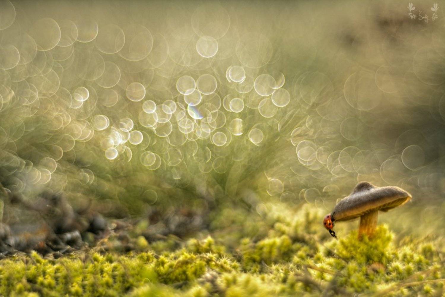 , Petr &Scaron;ed&yacute;