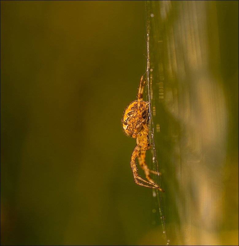 , Бурлов Андрей
