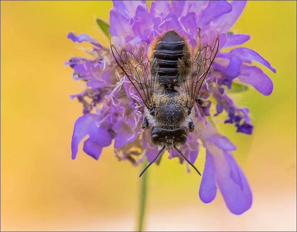 , Бурлов Андрей