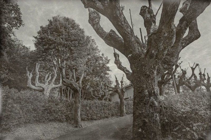 Деревья в Саммоме фото превью