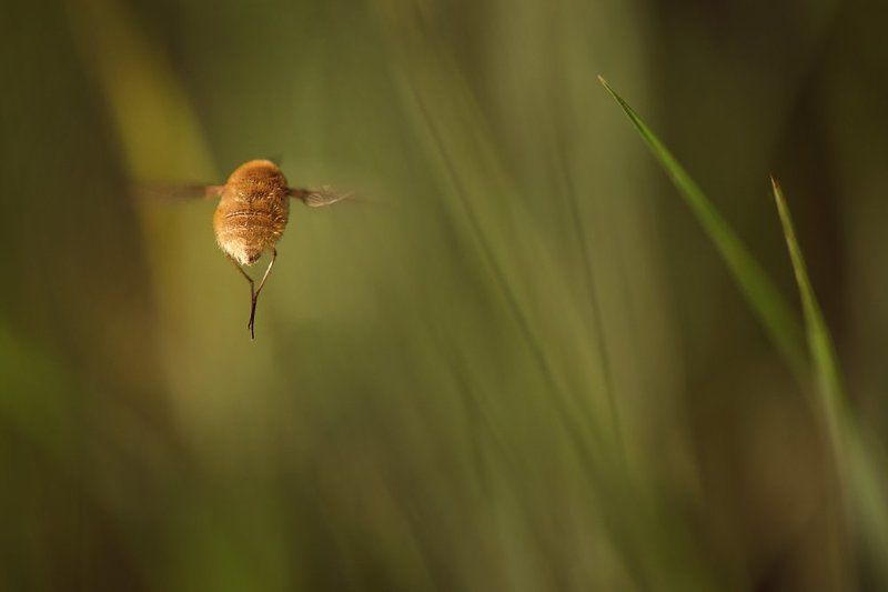 ...обиделся... фото превью