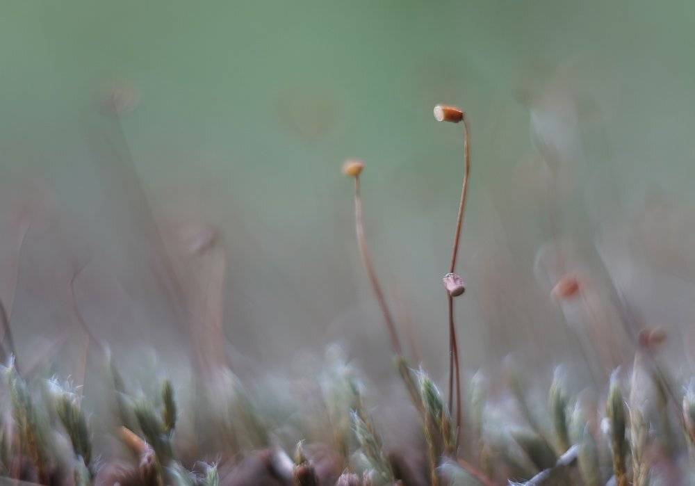 , Чепленко Алексей