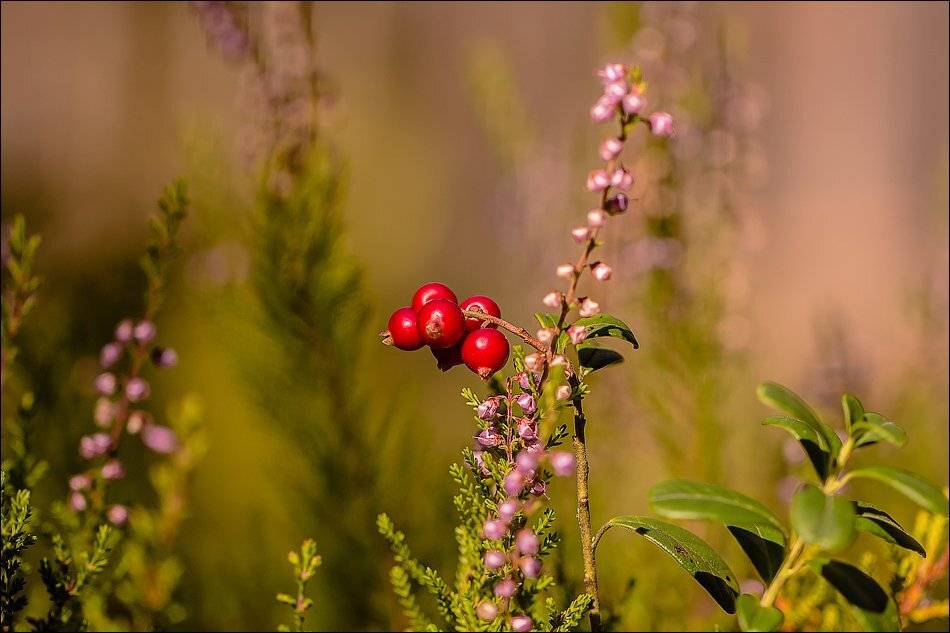 , Бурлов Андрей