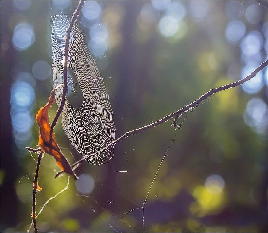 , Бурлов Андрей