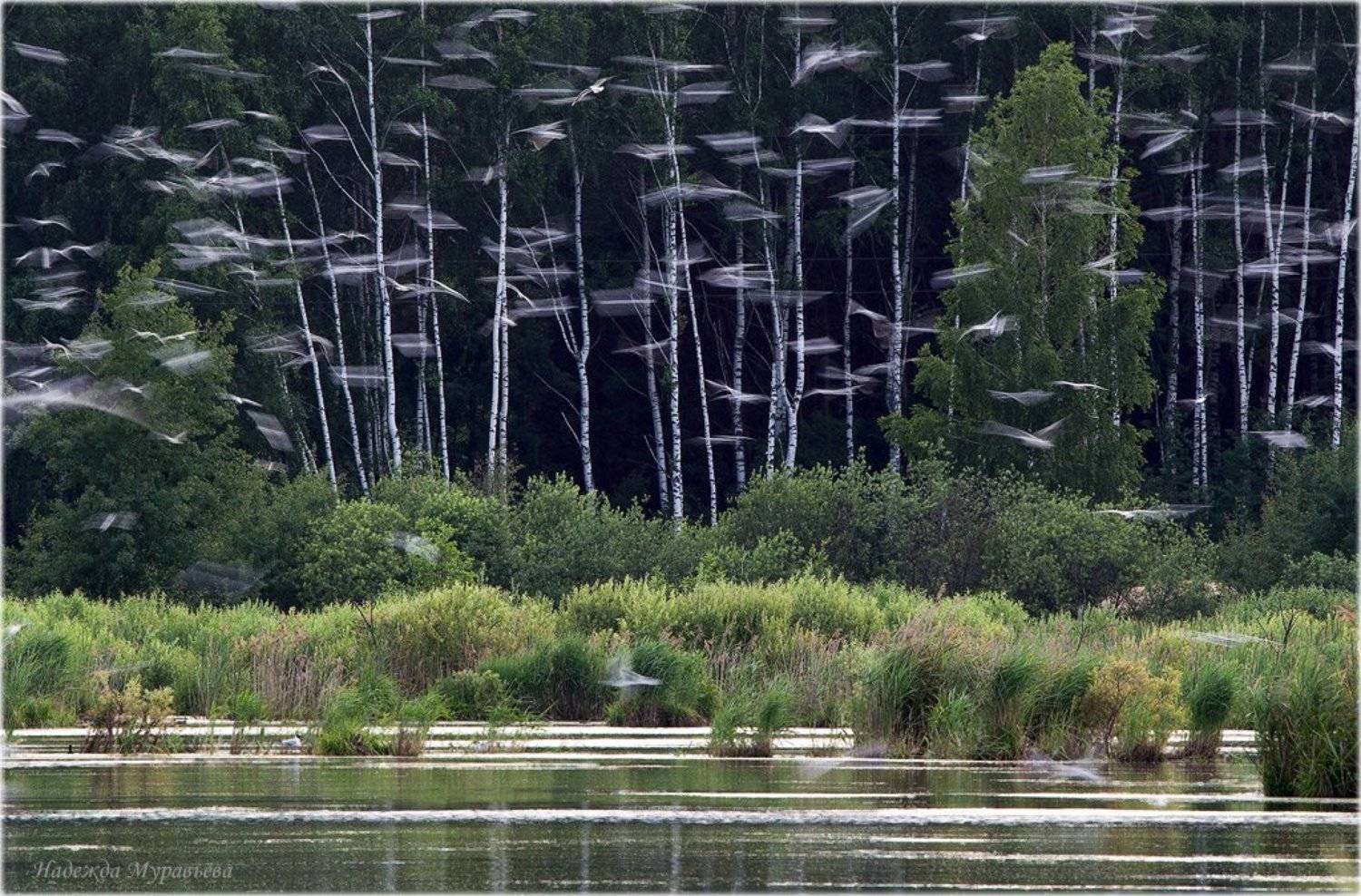 чайки, озёрные, larus, ridibundus, Надежда Муравьёва