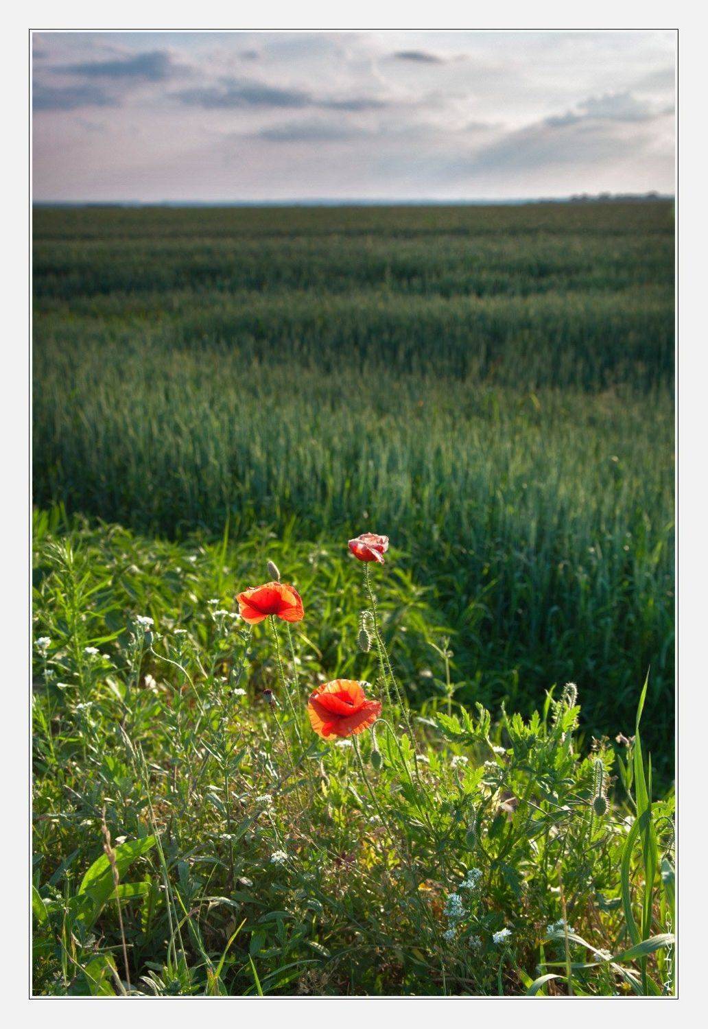 , Коломиец Алексей