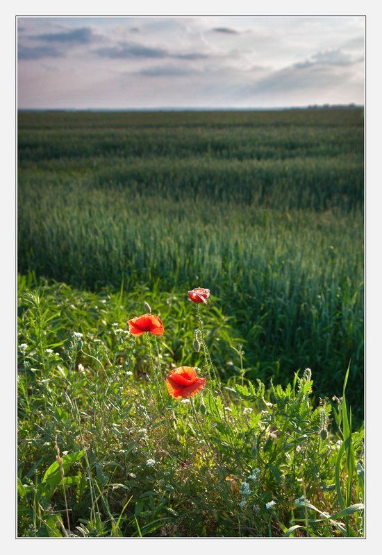 Цветы придорожные... фото превью