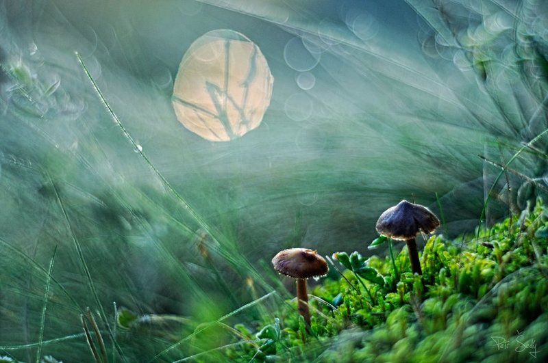 No caps Sun фото превью