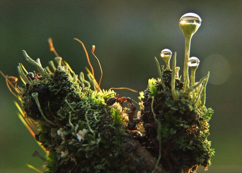 муравей Тайны Парижского двора. фото превью