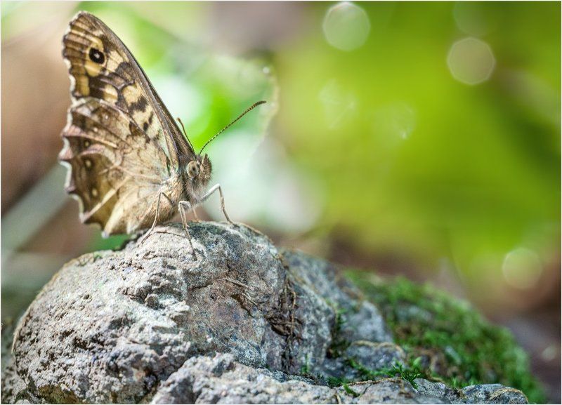 ... фото превью