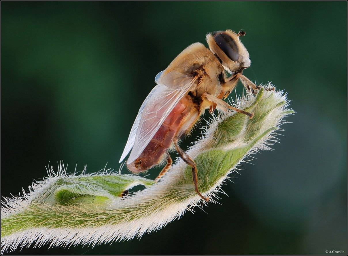 цветочная,молодая,мушка,побег,вьюнок,пушистое,на,колючем, Александр Чувилин