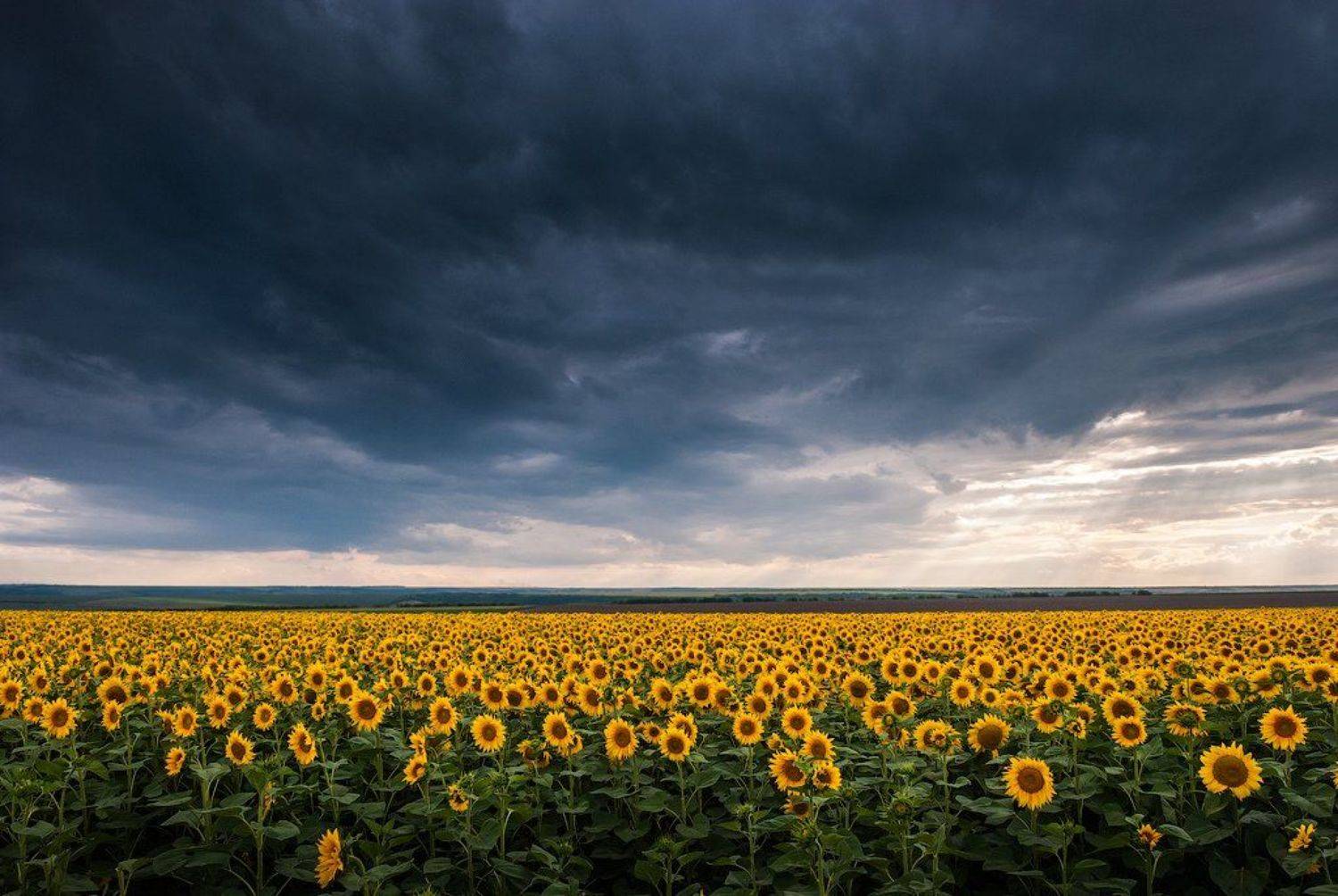 , Сорокин Олег