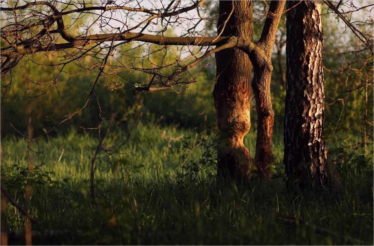 , Николай Шахманцир