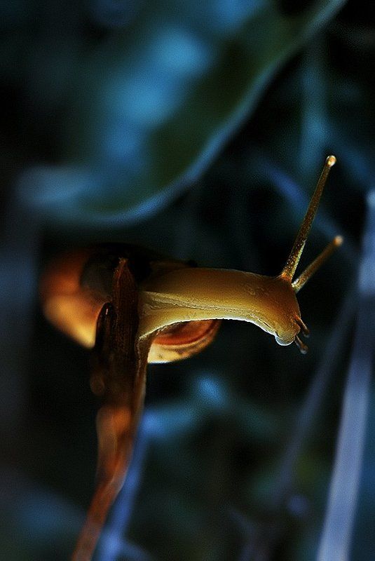 wake,macro,snail,foil Snail James фото превью