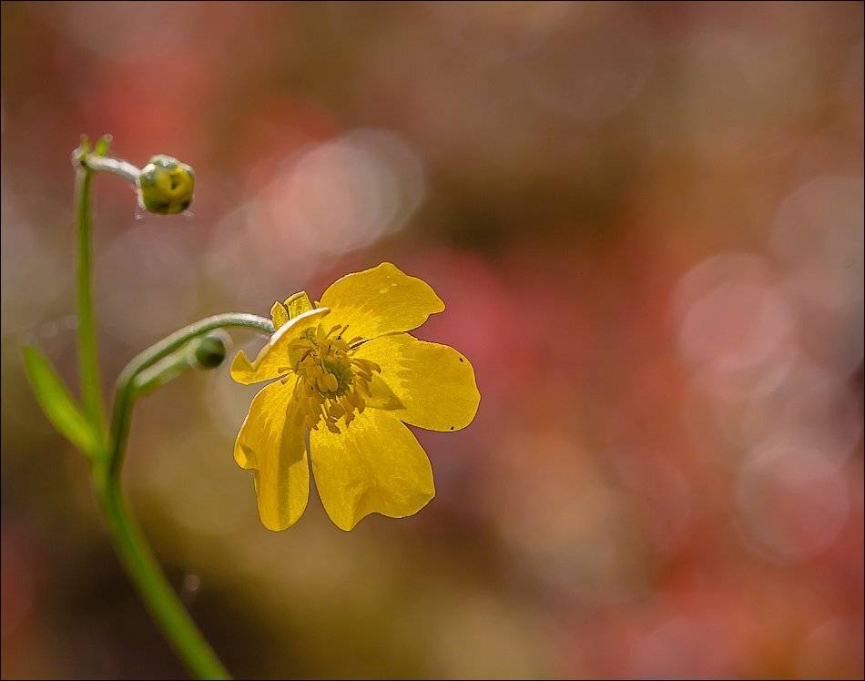 , Бурлов Андрей