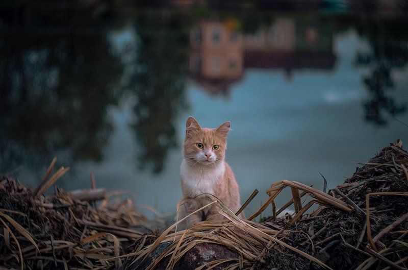 Мечты одного бездомного фото превью