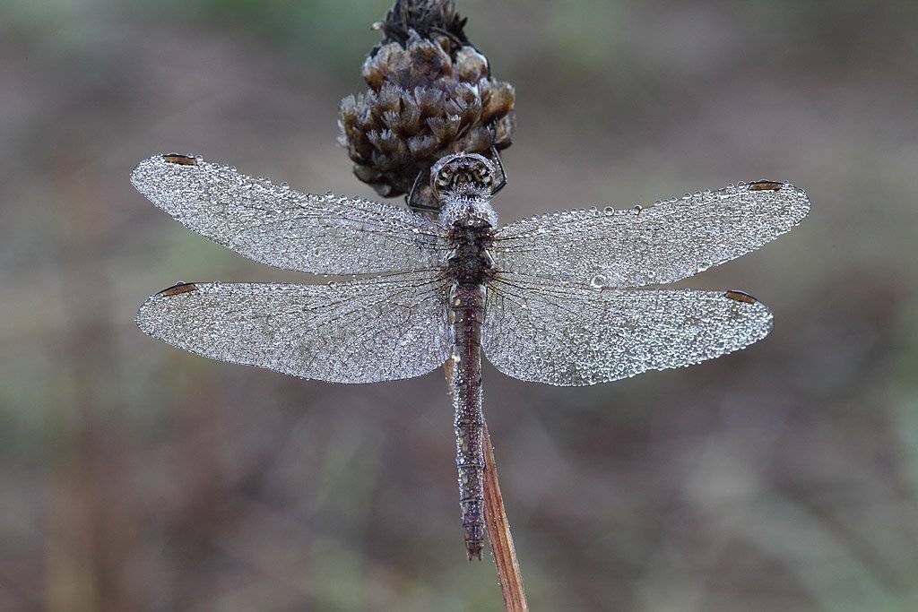 , Сергей Таланов