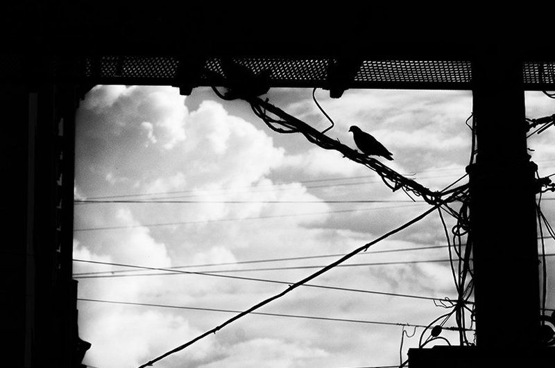 Birds of my city фото превью