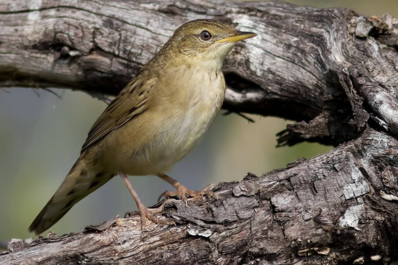 , Ляпустин Юра