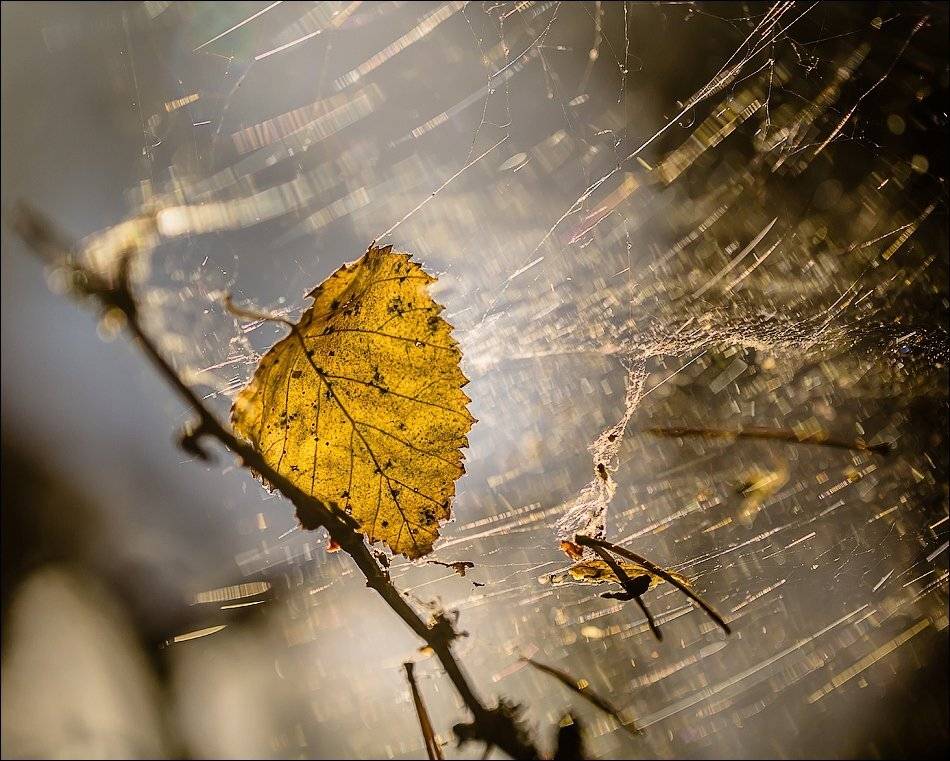 , Бурлов Андрей