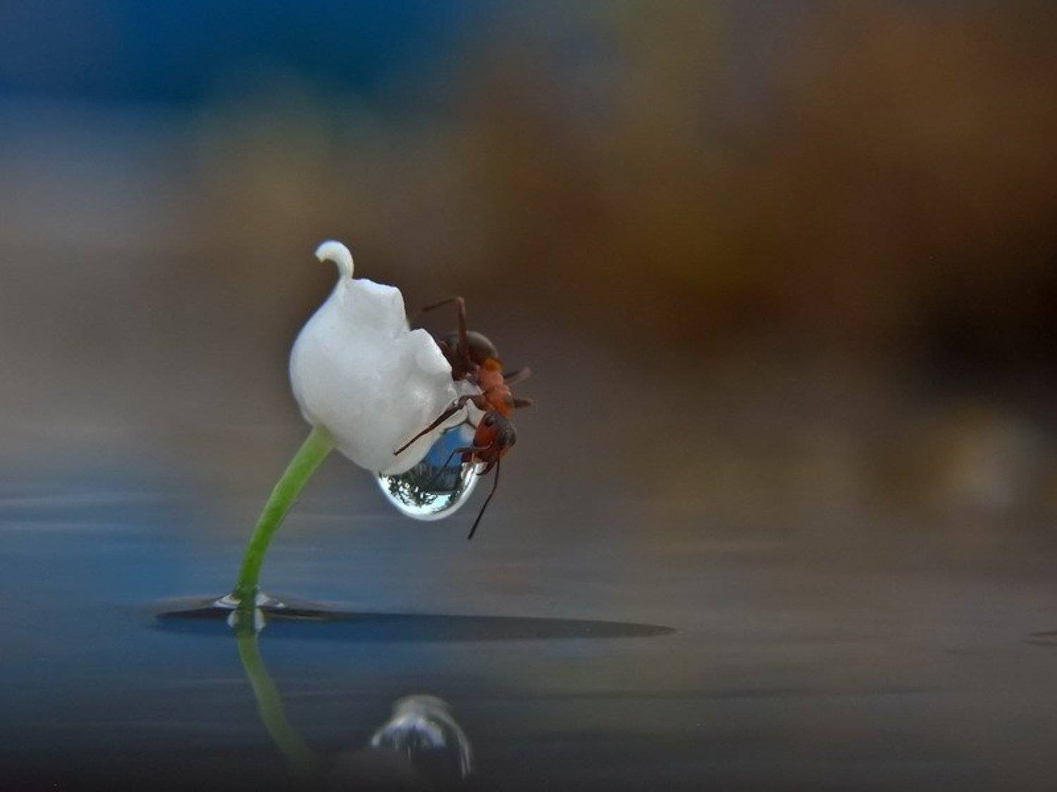 ландыш., , , муравей., Вячеслав Мищенко