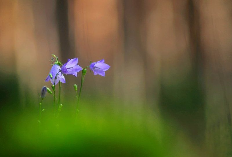 В лесу фото превью