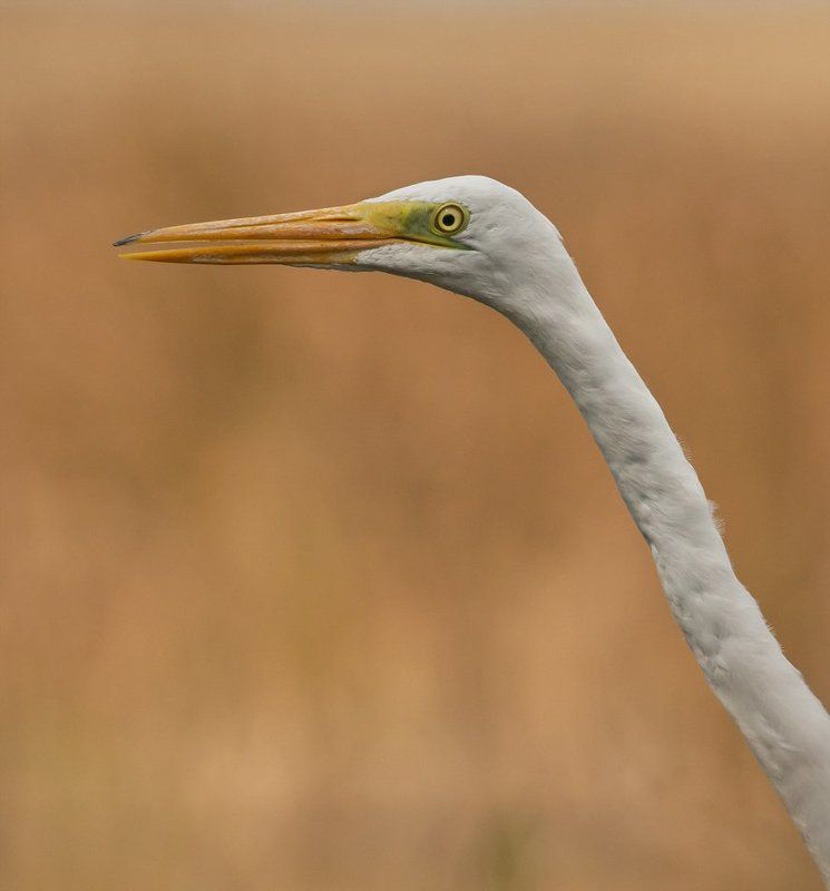 Great egret, Great white heron, Чапла Close up фото превью