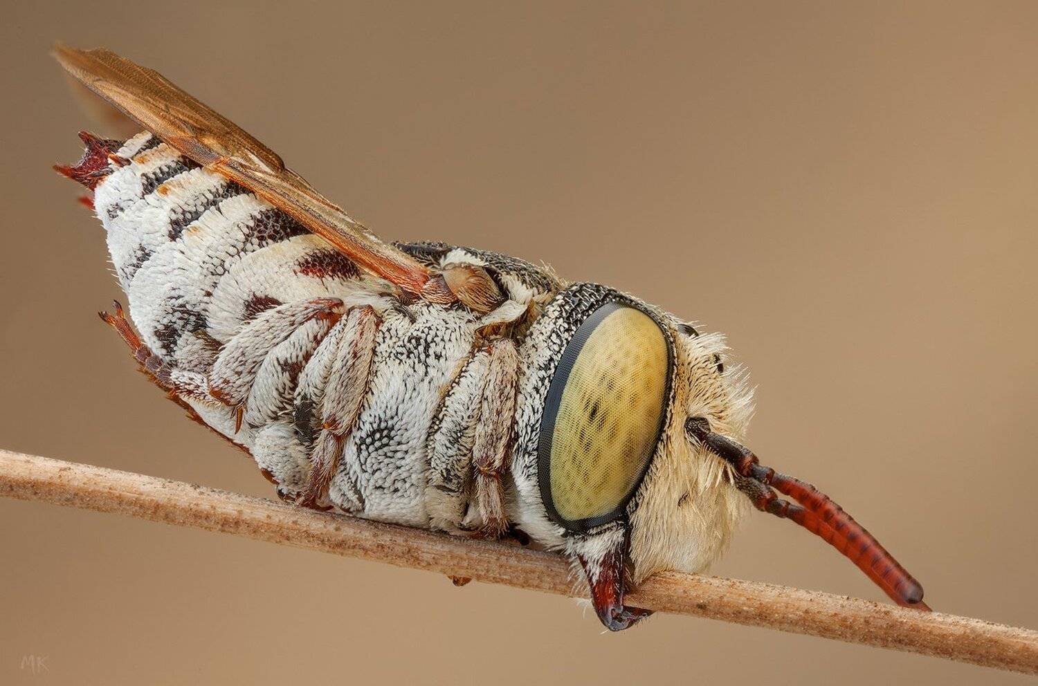 coelioxys, brevis, Miron Karlinsky