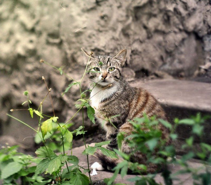 Бездомные \