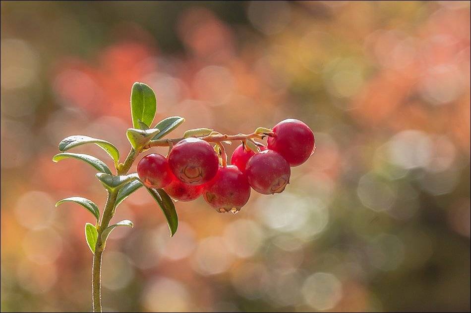 , Бурлов Андрей
