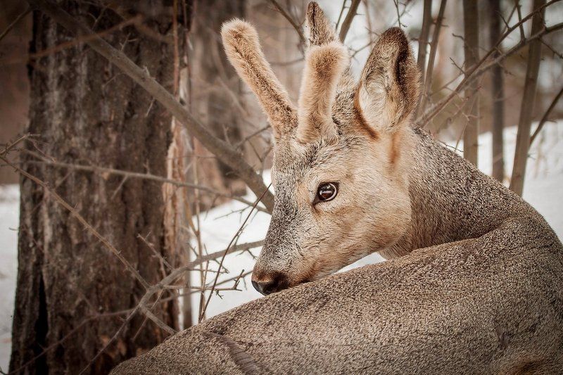 *** фото превью