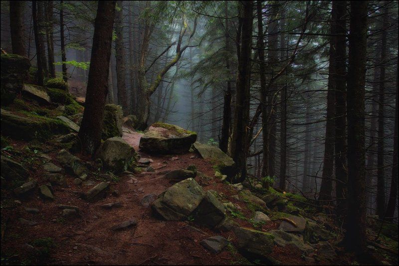 В лесу фото превью