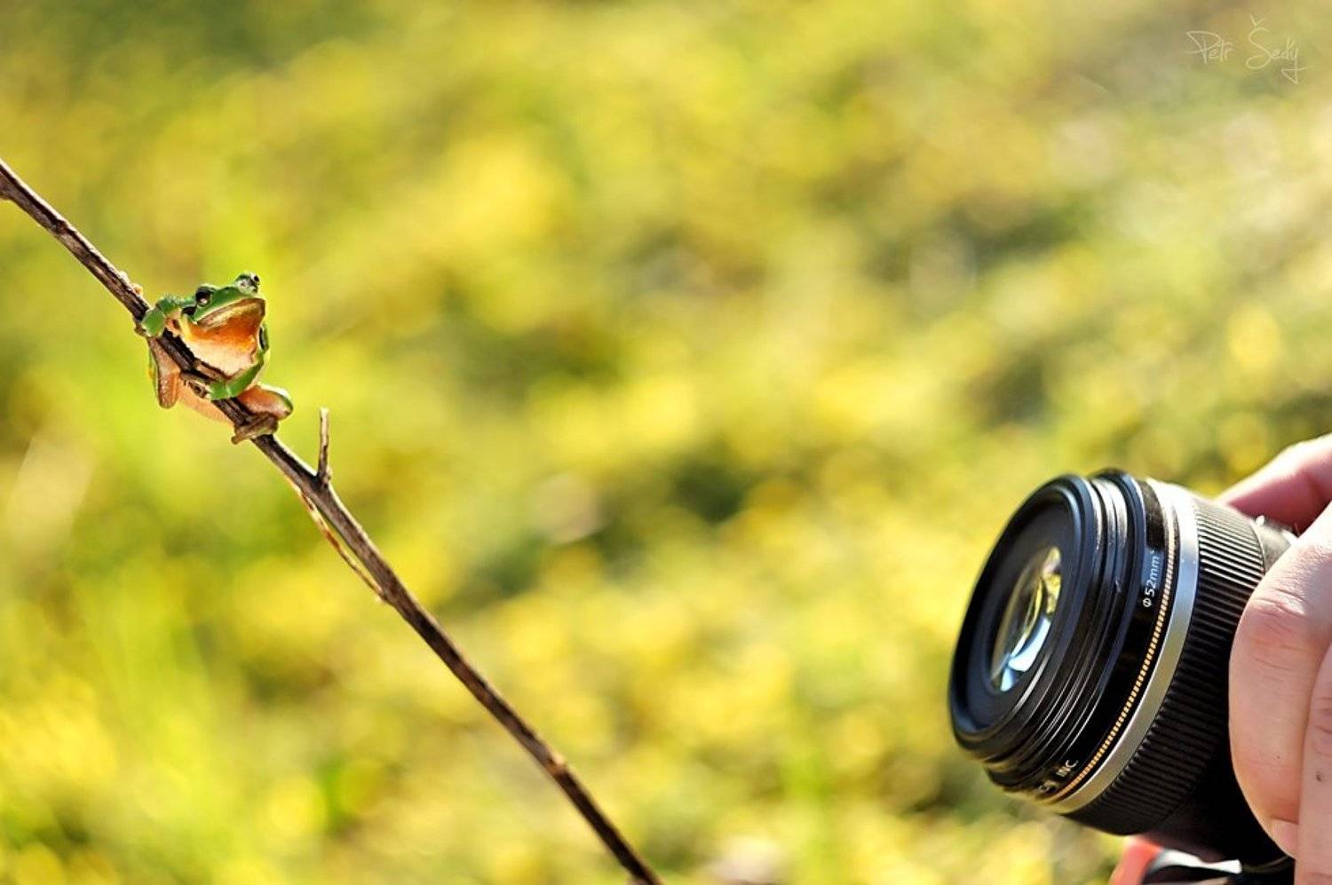 , Petr &Scaron;ed&yacute;