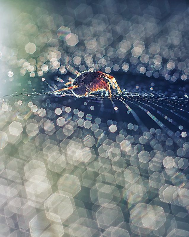 Wojownik. фото превью