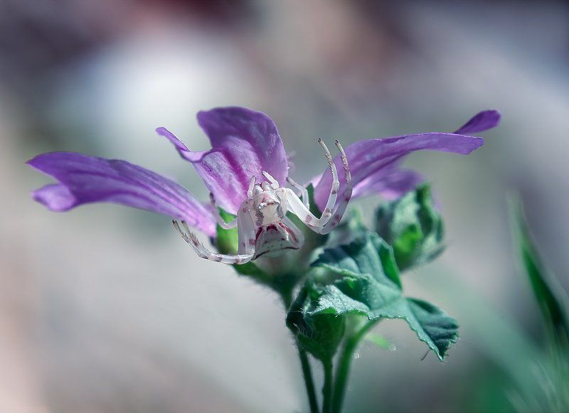 Pułapka. фото превью