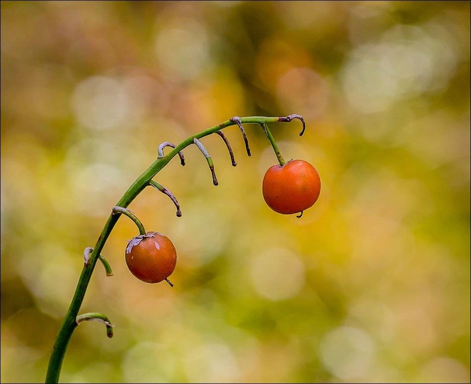, Бурлов Андрей