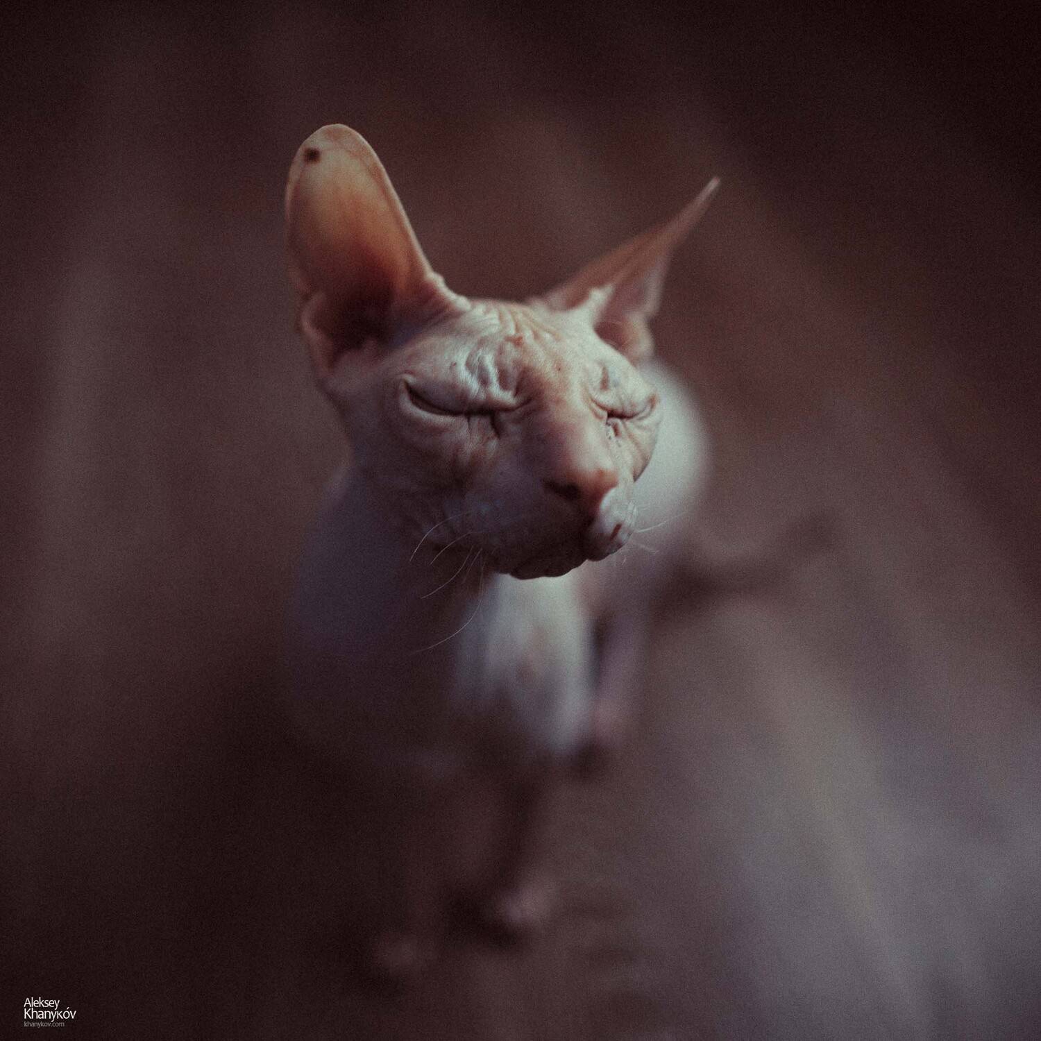 , Алексей Ханыков