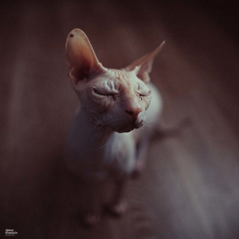 Спокойствие фото превью