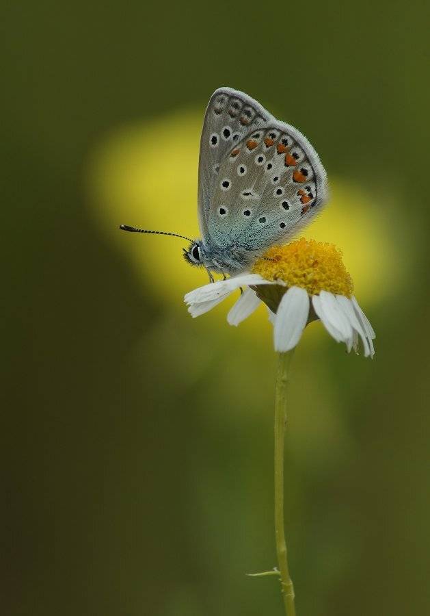 , Чепленко Алексей