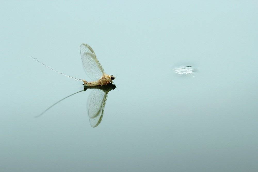 , Александр