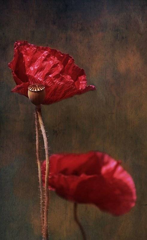 , Marzena Wieczorek