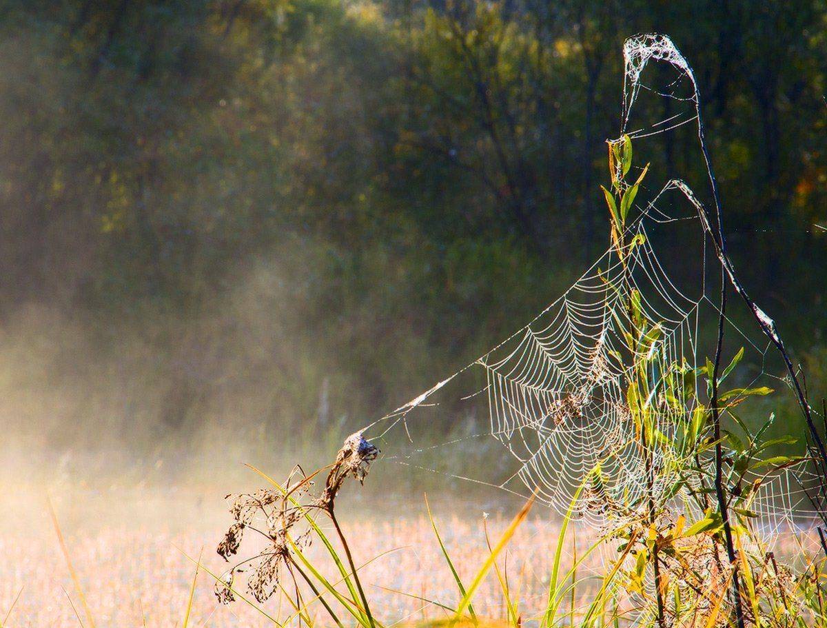 , Николай Морский