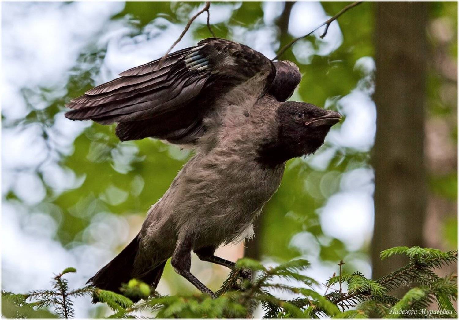 , Надежда Муравьёва