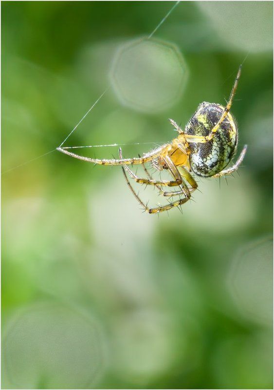 ... фото превью