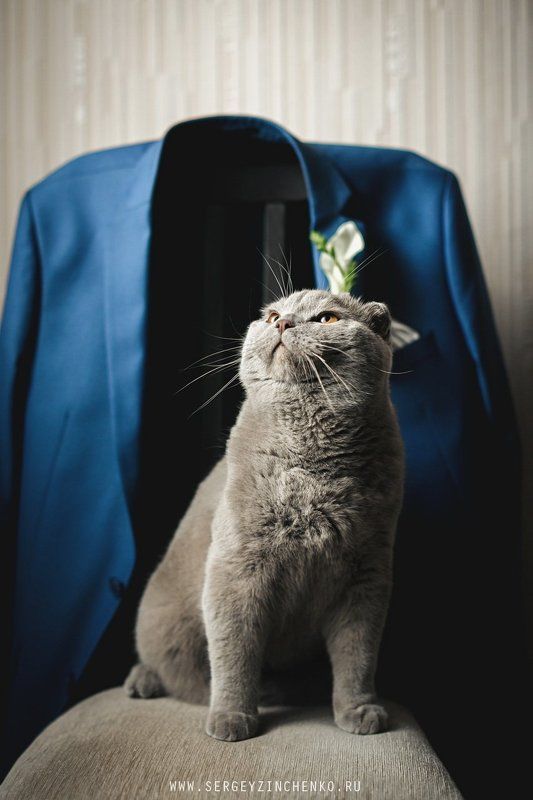 Smelly Cat фото превью