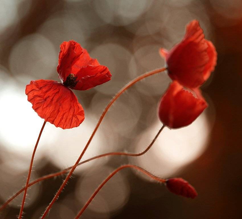 , Kasia Mycatherina Pietraszko